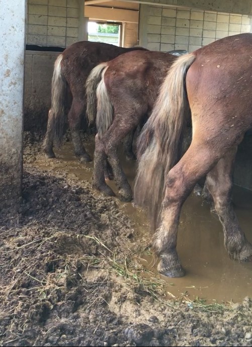 ノヒナの宮古馬以外