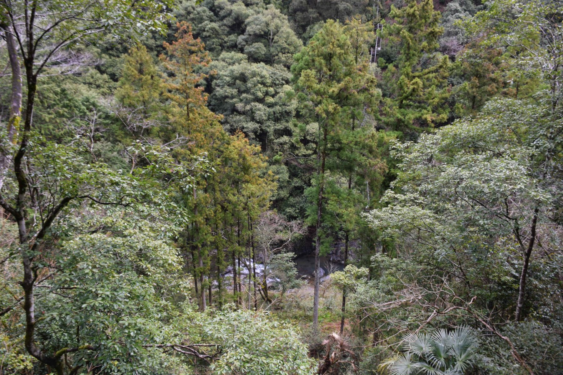 山鳥坂ダム建設予定地の斜面