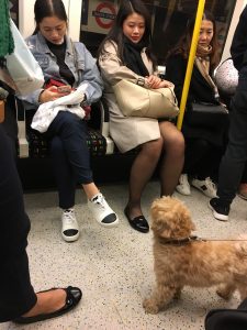電車内の犬