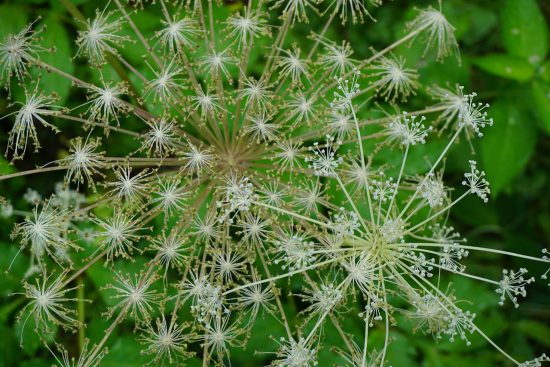 植物の花粉