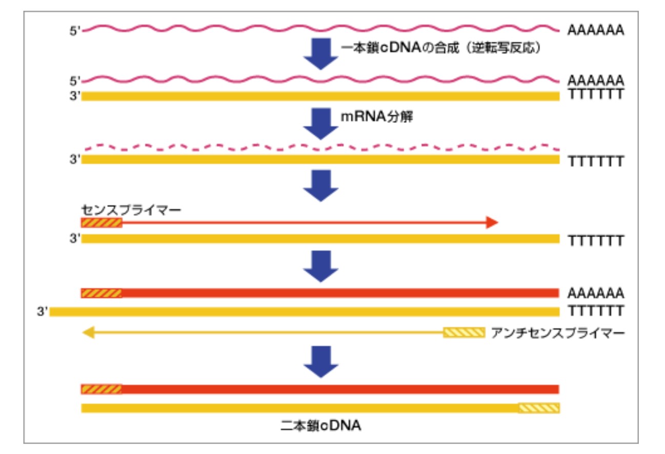 RT-PCR法における逆転写