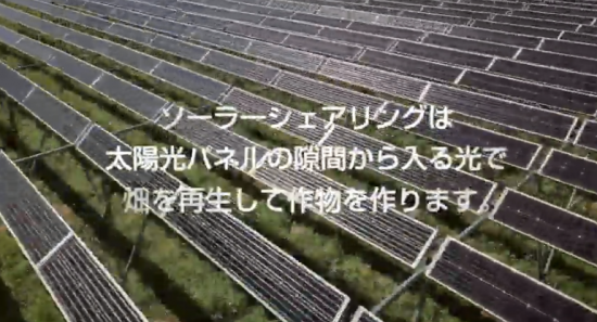 隙間をあけて太陽光パネルを農地に設置するソーラーシェアリング