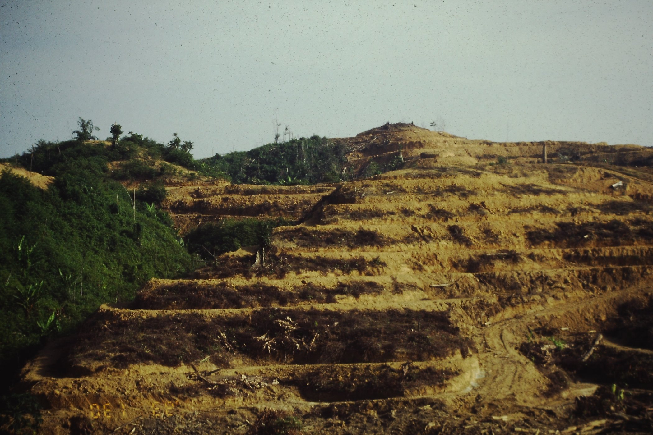 油やしの植林のために破壊された熱帯林