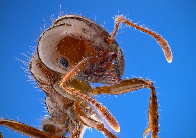 ヒアリでの死亡例はない は誤報 100人とはいかないまでも44人の死亡が確認 ハーバー ビジネス オンライン