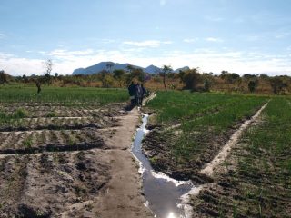伝統的な慣行農業