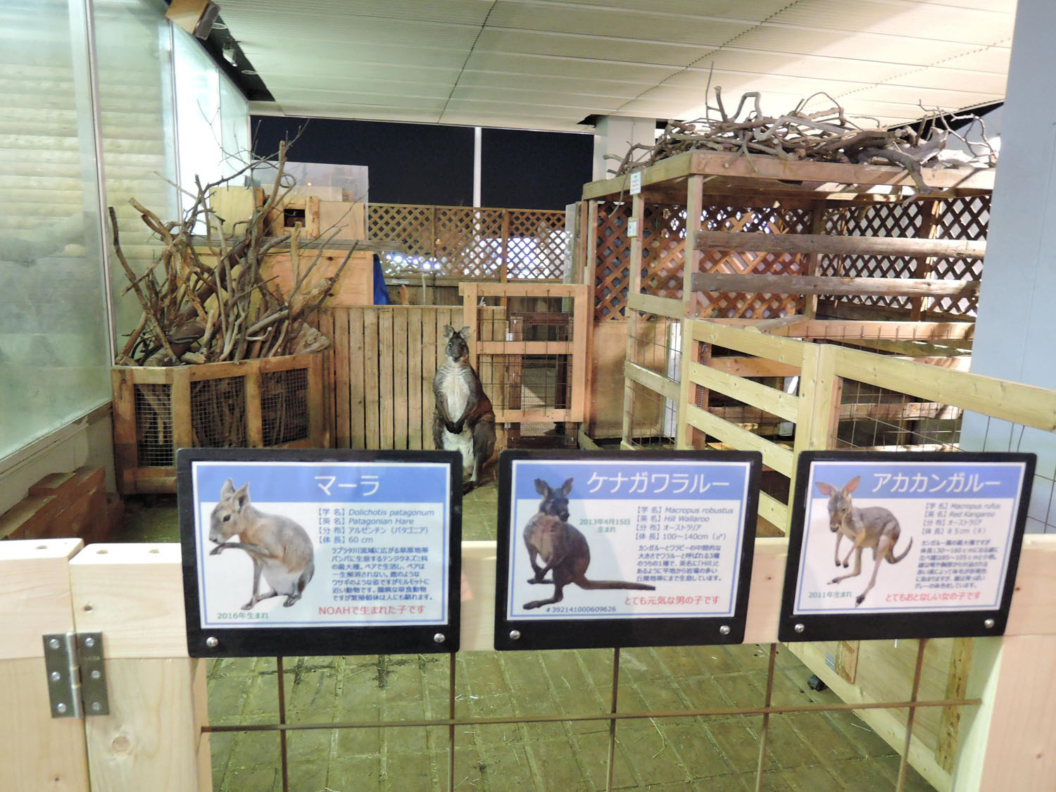 増える 動物たちと触れ合える室内型ミニ動物園 の闇 動物は触れられて幸せか ハーバー ビジネス オンライン