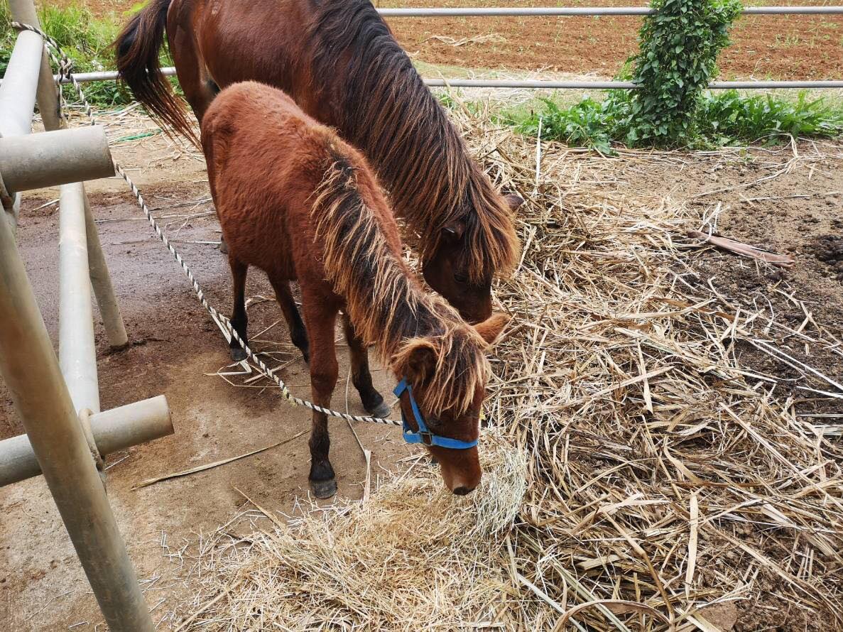 宮古島の馬虐待、また起きた仔馬の死。劣悪環境の牧場から一刻も早く馬を救え « ハーバー・ビジネス・オンライン