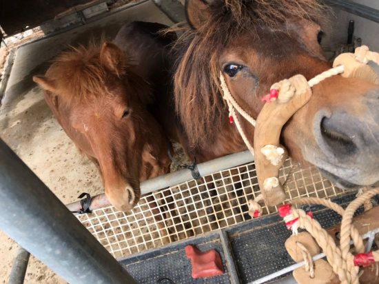 宮古馬の虐待問題で揺れる島に生まれた 小さな希望 ハーバー ビジネス オンライン ページ 4