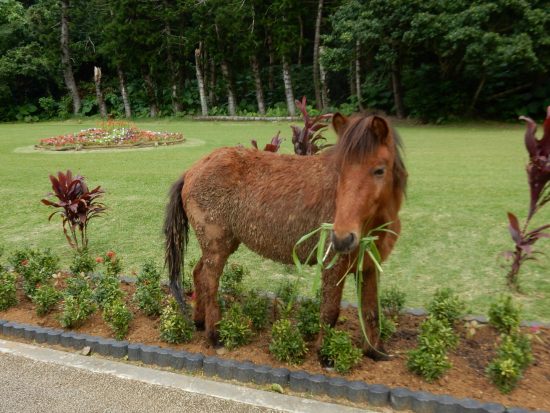 柵から逃亡して植物園を自由きままに闊歩する元虐待馬 (Large)
