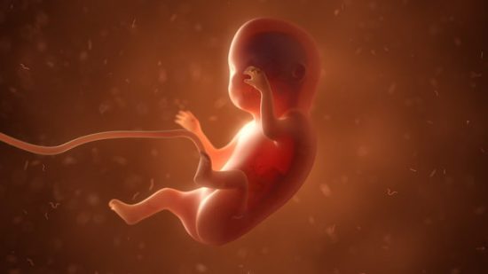 Human fetus with internal organs, 3d illustration