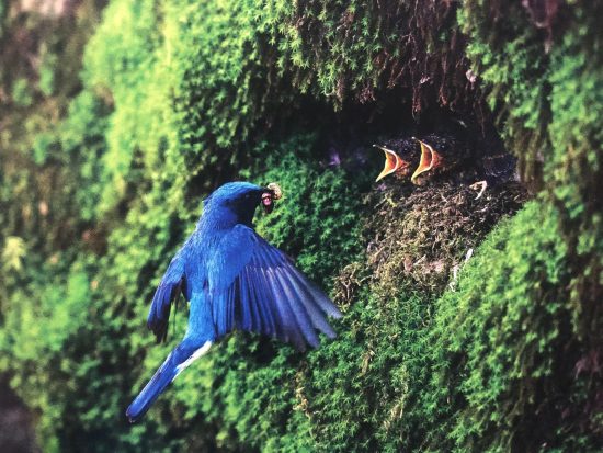 鳥の日常に入り込む 自然写真家が語る 鳥 撮影の極意とは ハーバー ビジネス オンライン