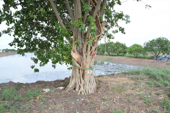 マンゴー農園の中にあった神木。布が巻かれている