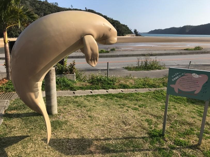 沖縄 辺野古にジュゴンは戻っていた コロナで中断していた新基地工事再開に懸念 ハーバー ビジネス オンライン