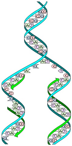 四種の塩基の組み合わせによるDNAの複製（はめ絵）