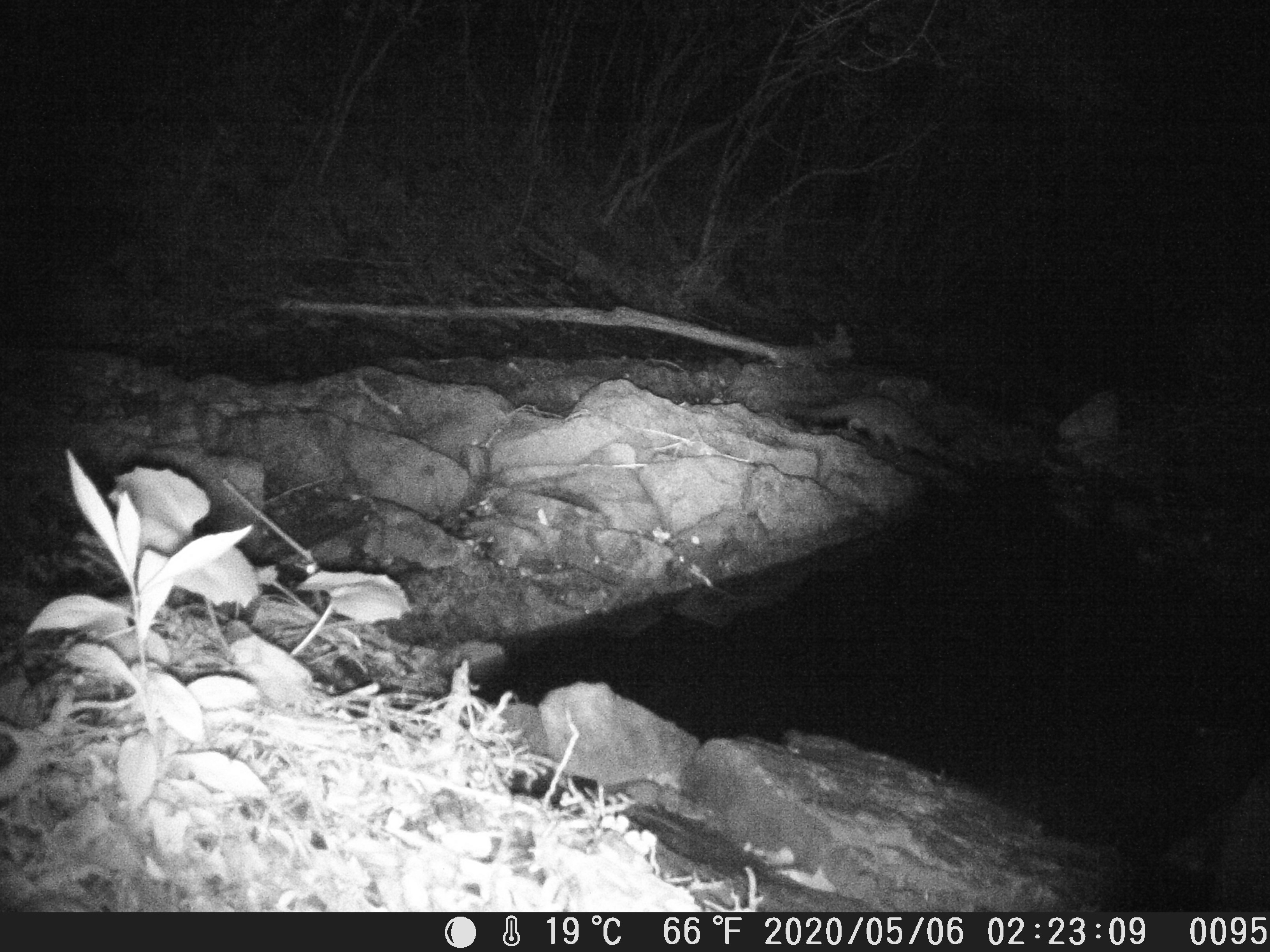 絶滅したはずのニホンカワウソが高知県で発見！？ その「証拠」とは ハーバー・ビジネス・オンライン ページ 2