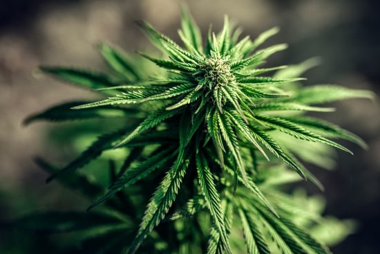 growing indica cannabis plant marijuana